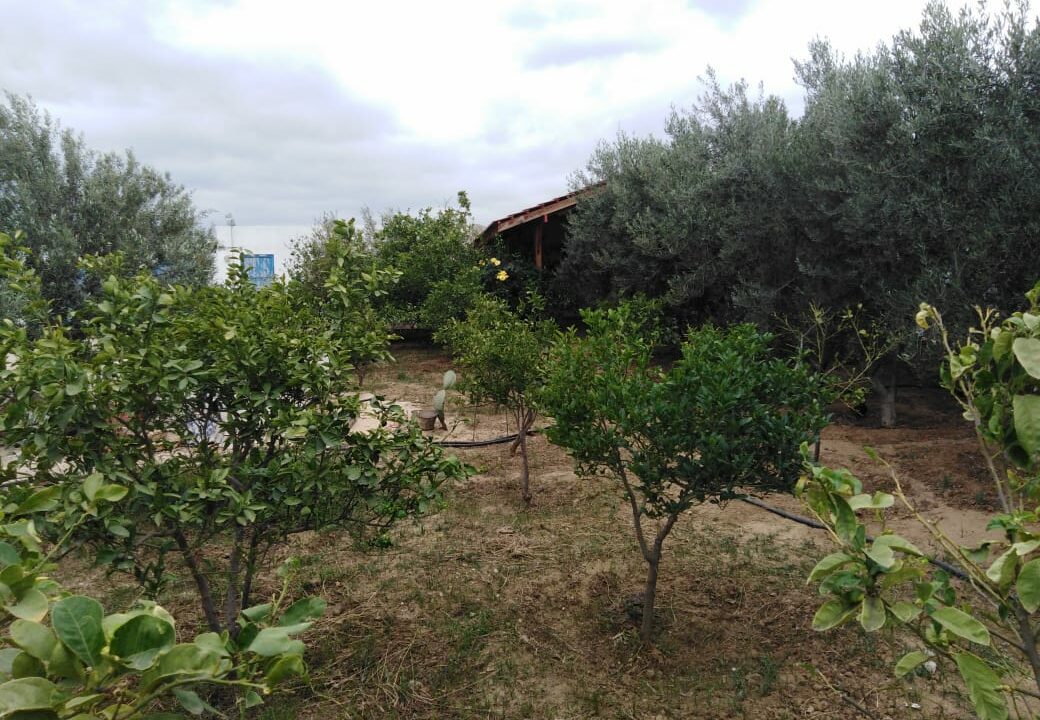 IMG-20250130-WA0102